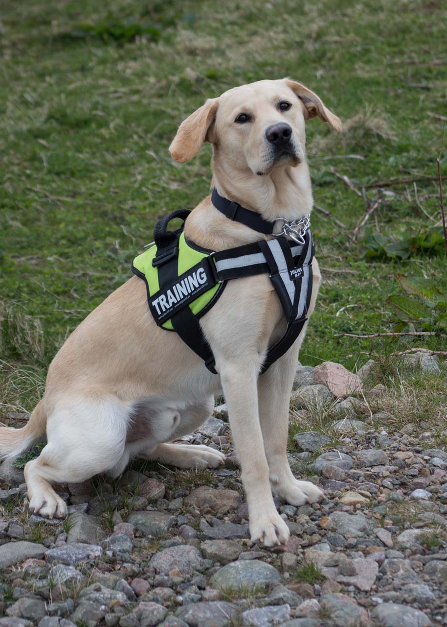 Dogs Against Drugs Detecting and Deterring Drugs in Shetland